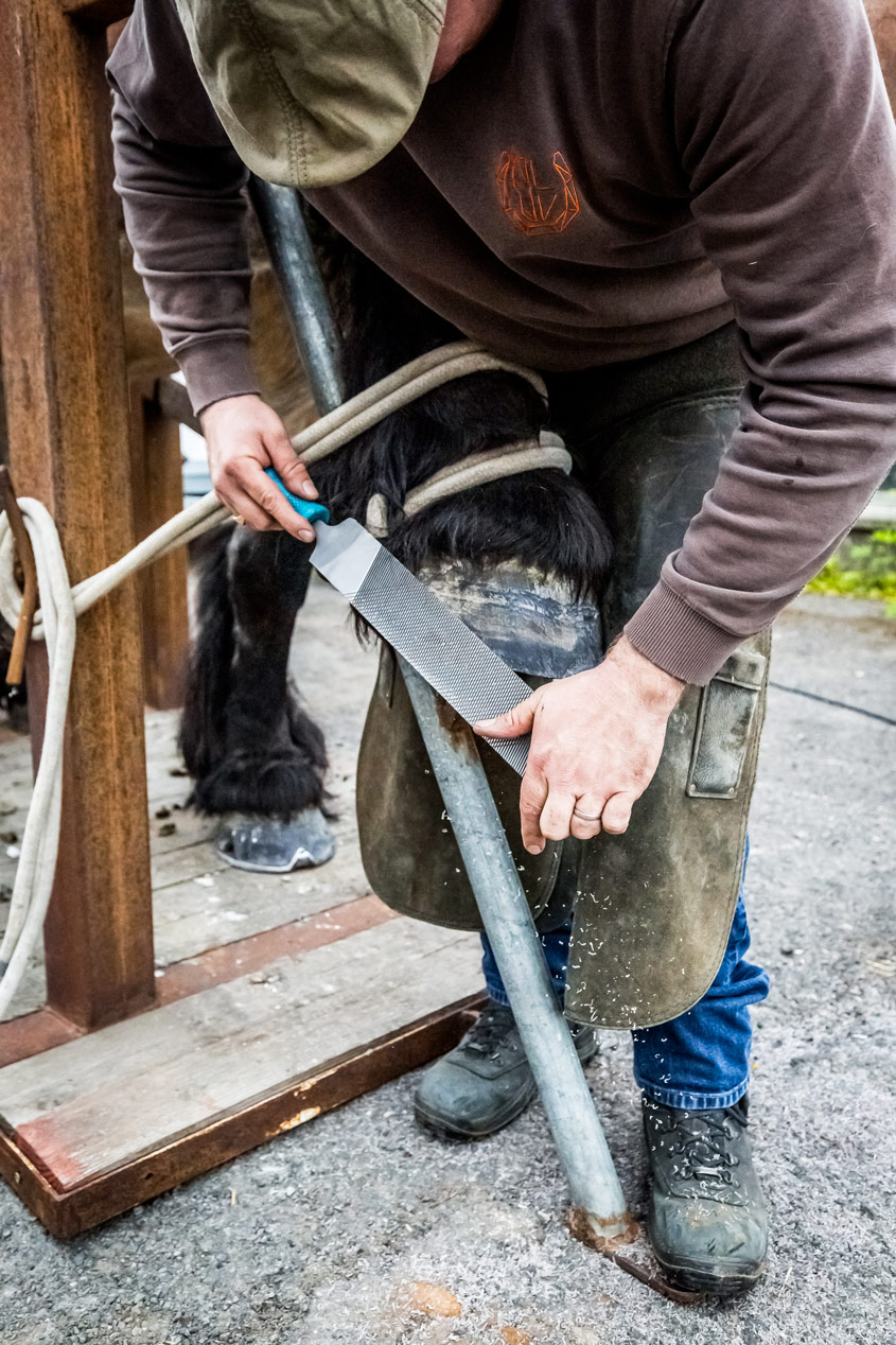Maréchal-ferrant limant le sabot d'un cheval